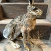 Taxidermy hare.