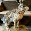 Taxidermy hare.