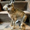 Taxidermy hare.