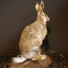 Fullmount hare