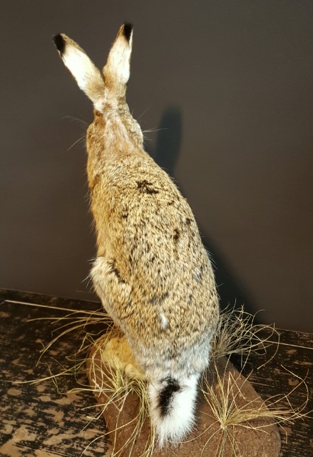 Fullmount hare