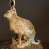 Fullmount hare