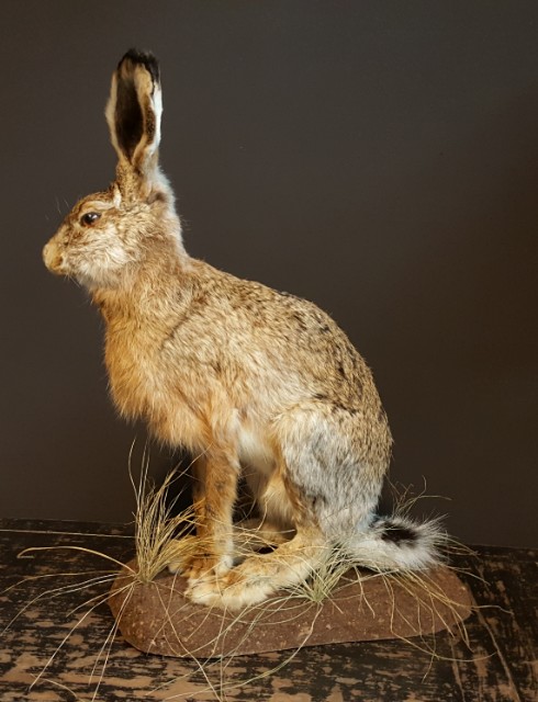 Fullmount hare