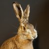 Fullmount hare