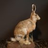 Fullmount hare