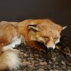 Taxidermy sleeping fox