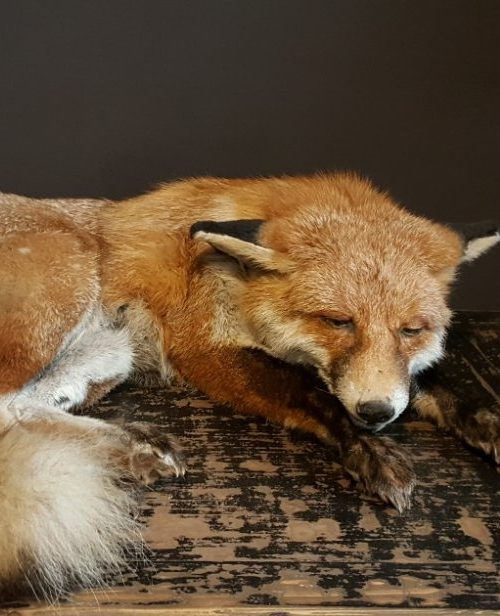 Taxidermy sleeping fox