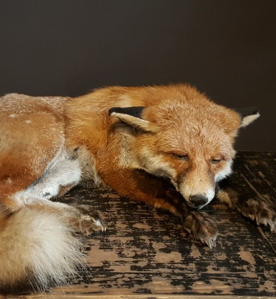 Ausgestopfter schlafender Fuchs