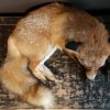 Taxidermy sleeping fox