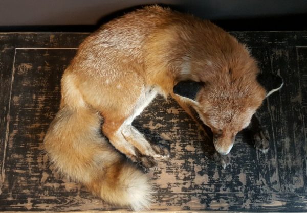 Taxidermy sleeping fox