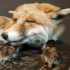 Taxidermy sleeping fox