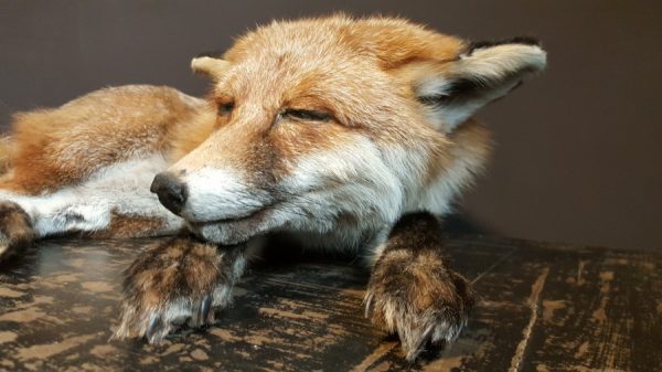 Taxidermy sleeping fox