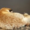 Taxidermy sleeping fox