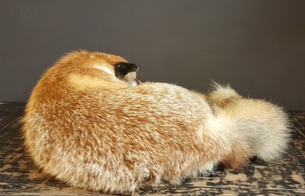 Taxidermy sleeping fox