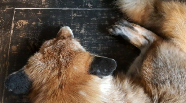 Taxidermy sleeping fox