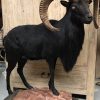 Taxidermy black moeflon ram