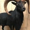 Taxidermy black moeflon ram