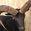 Taxidermy black moeflon ram