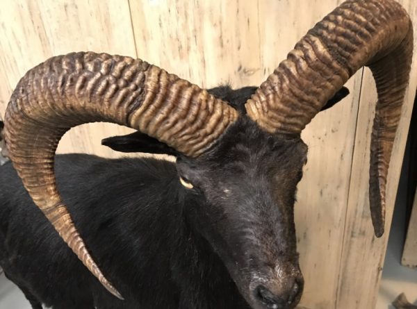 Taxidermy black moeflon ram