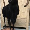 Taxidermy black moeflon ram