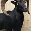 Taxidermy black moeflon ram