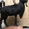 Taxidermy black moeflon ram