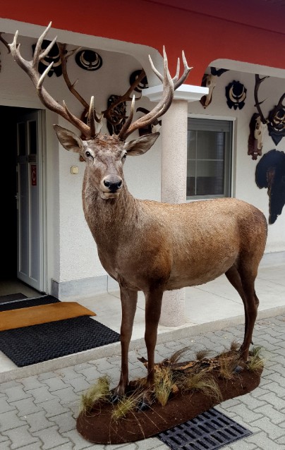 FM 310, Beautiful full mount of a red stag