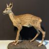 FM 320, Recently made taxidermy fawn.