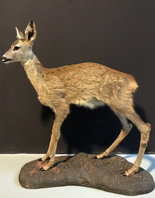 FM 320, Recently made taxidermy fawn.