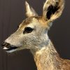 FM 320, Recently made taxidermy fawn.