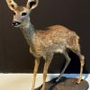 FM 320, Recently made taxidermy fawn.