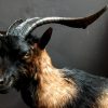 Wonderful stuffed wild goat buck