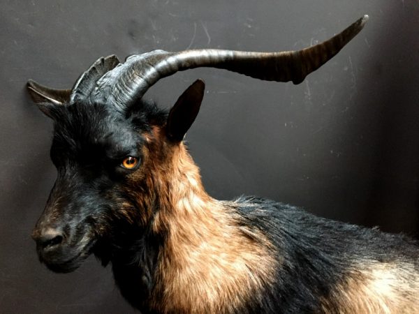 Wonderful stuffed wild goat buck