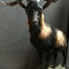 Wonderful stuffed wild goat buck