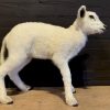 FM 352, Recently made taxidermy lamb