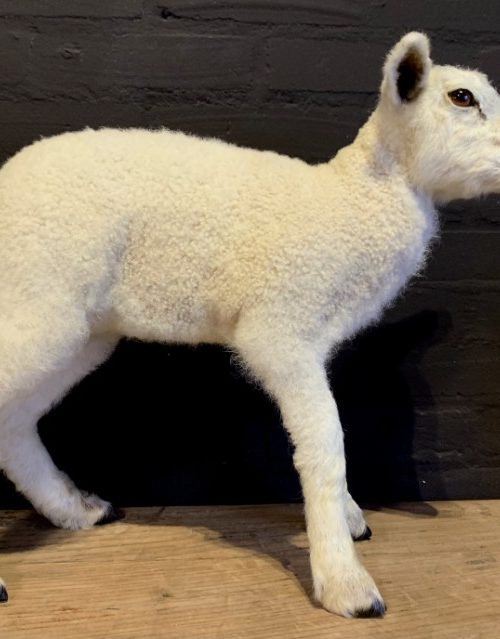 FM 352, Recently made taxidermy lamb