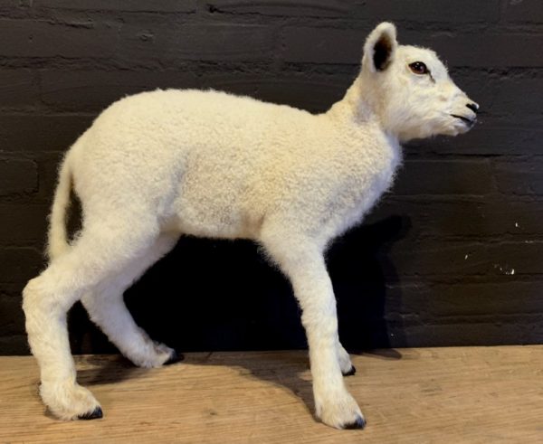 FM 352, Recently made taxidermy lamb