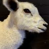 FM 352, Recently made taxidermy lamb