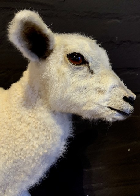 Kürzlich hergestelltes Präparierter Lamm
