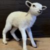 FM 352, Recently made taxidermy lamb