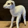 FM 352, Recently made taxidermy lamb