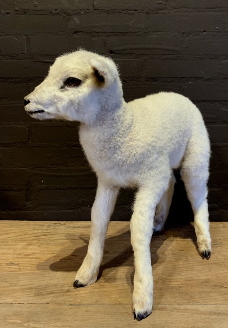 FM 352, Recently made taxidermy lamb