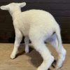 FM 352, Recently made taxidermy lamb