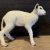 FM 352, Recently made taxidermy lamb