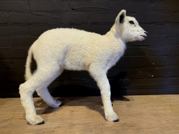 FM 352, Recently made taxidermy lamb