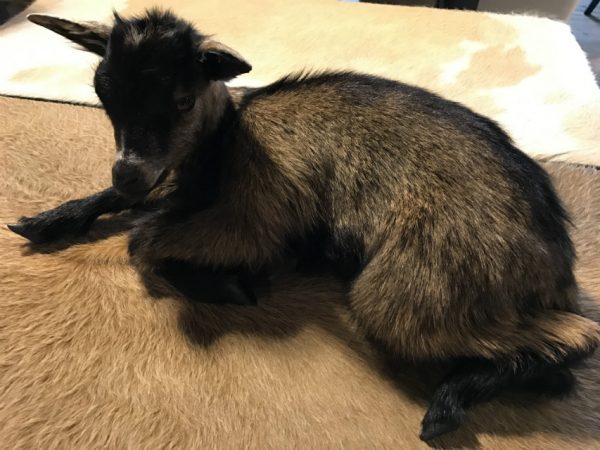 FM 450, Recent prepared baby goat