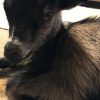 FM 450, Recent prepared baby goat