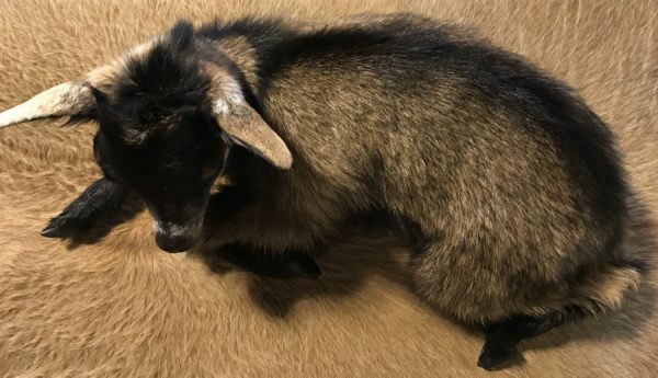 FM 450, Recent prepared baby goat