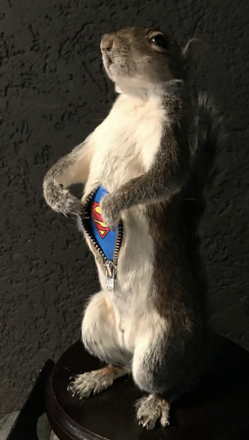 FM 500, Stuffed Super squirrel