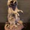 Recently made taxidermy raccoon